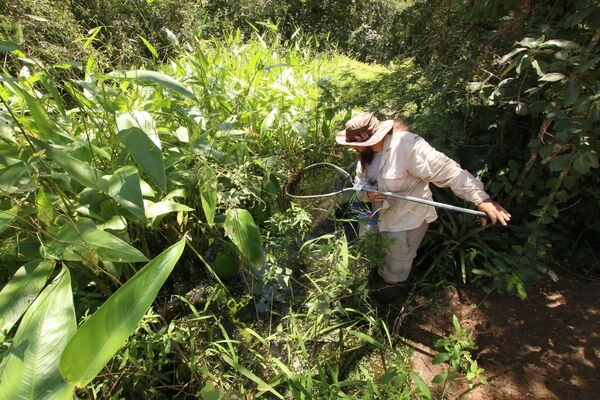 El ingeniero ambiental Heinz Arno Drawert, quien descubrió al 'Moema juanderibaensis' - Sputnik Mundo