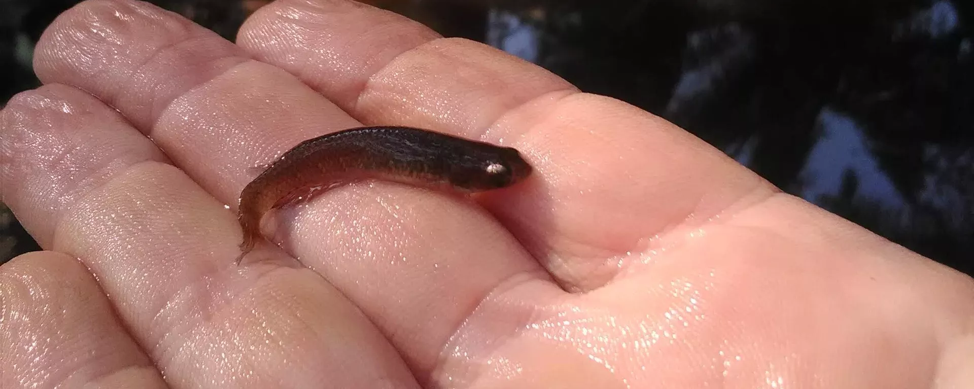 Pez de la especie 'Moema juanderibaensis' - Sputnik Mundo, 1920, 20.06.2023