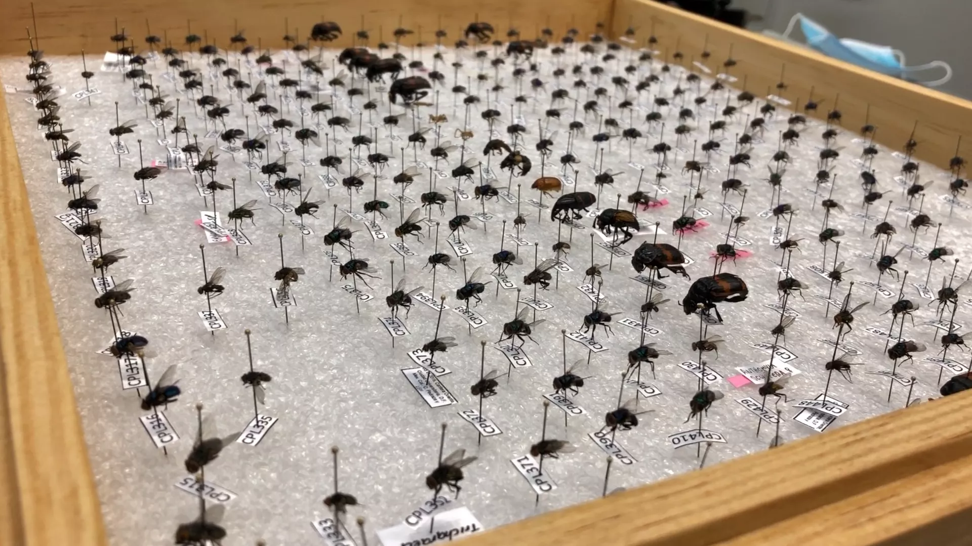 Insectos y detectives. 