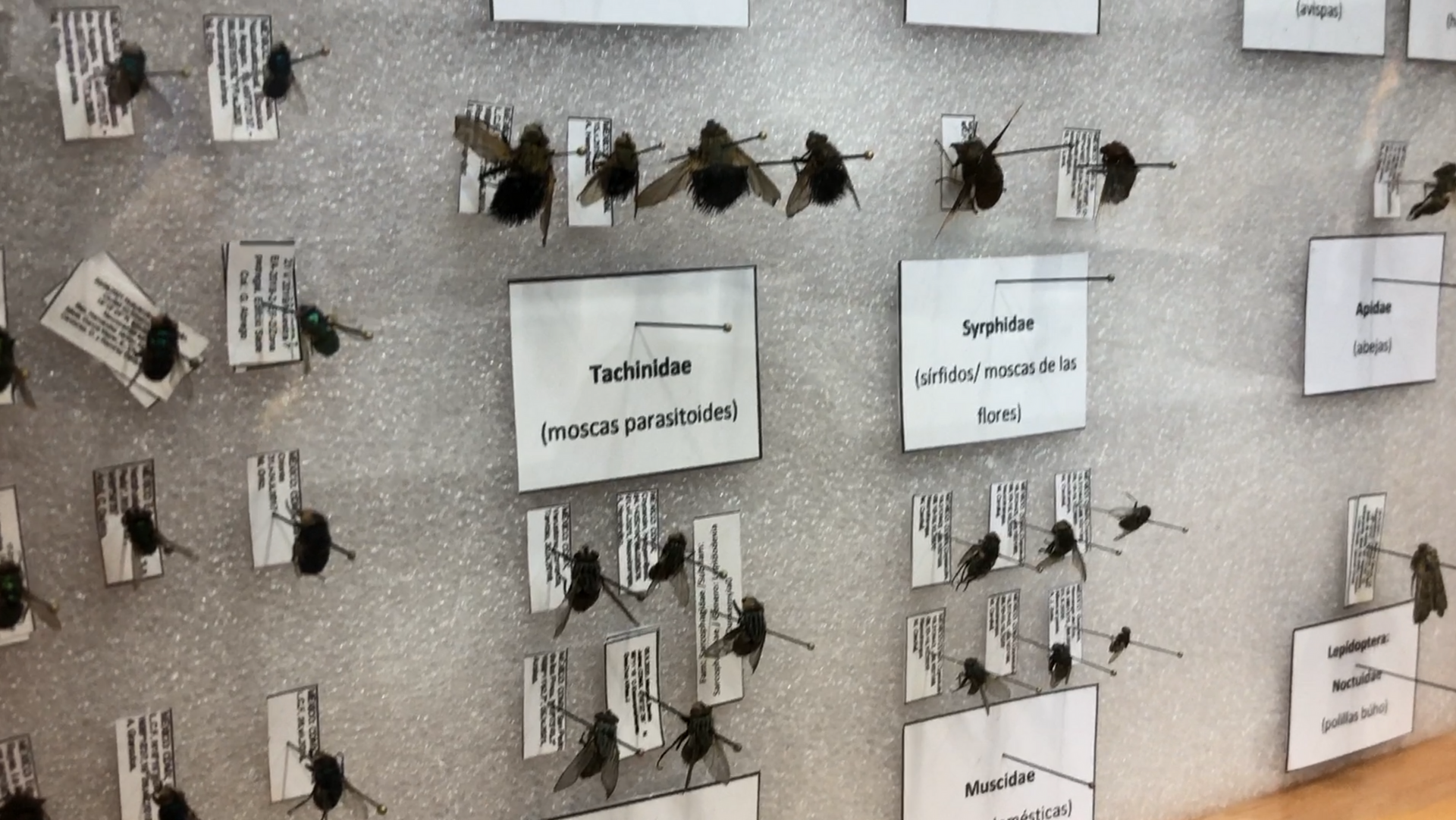 Las moscas conocidas popularmente en México como panteoneras son las que suelen ser atraídas en mayor medida por los cadáveres en descomposición. Las moscas conocidas popularmente en México como panteoneras son las que suelen ser atraídas en mayor medida por los cadáveres en descomposición. - Sputnik Mundo, 1920, 28.06.2023