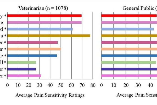 Diez razas de perros seleccionadas para su inclusión en el estudio. Resultados que demuestran las puntuaciones medias de sensibilidad al dolor tanto por parte de veterinarios como del público en general para las diez razas seleccionadas. La escala oscilaba entre 0 = nada sensible y 100 = la mayor sensibilidad imaginable. - Sputnik Mundo