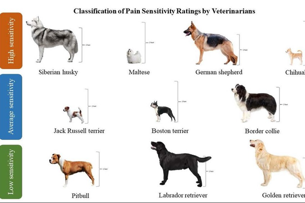 Representación visual de las diez razas de perros seleccionadas en función de la clasificación de la sensibilidad al dolor realizada por los veterinarios. Se muestra la altura de cada raza, ya que se tuvo en cuenta la inclusión de tipos de perro de distintos tamaños. - Sputnik Mundo