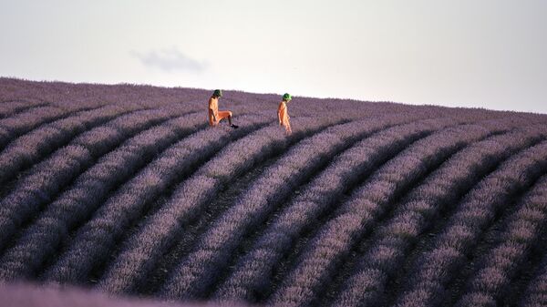 Отдыхающие на плантациях лаванды в Бахчисарайском районе в Крыму - Sputnik Mundo