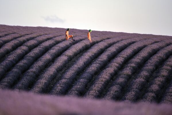Para ver los interminables campos de flores, hay que ir al pueblo de Turguénevka, cerca de Bajchisarai.En la foto: turistas en un campo de lavanda cerca del pueblo de Turguénevka, en Crimea. Para ver los interminables campos de flores, hay que ir al pueblo de Turguénevka, cerca de Bajchisarai.En la foto: turistas en un campo de lavanda cerca del pueblo de Turguénevka, en Crimea. - Sputnik Mundo