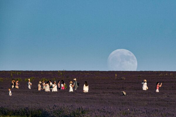 Las mejores fotos de los campos de lavanda se hacen al amanecer y al atardecer. Las mejores fotos de los campos de lavanda se hacen al amanecer y al atardecer. - Sputnik Mundo