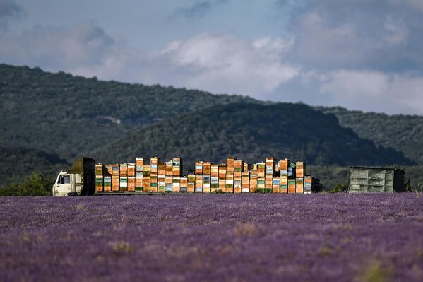 Hoy en día, la lavanda se ha convertido en uno de los principales cultivos de aceites esenciales del mundo, junto con la rosa. Hoy en día, la lavanda se ha convertido en uno de los principales cultivos de aceites esenciales del mundo, junto con la rosa. - Sputnik Mundo
