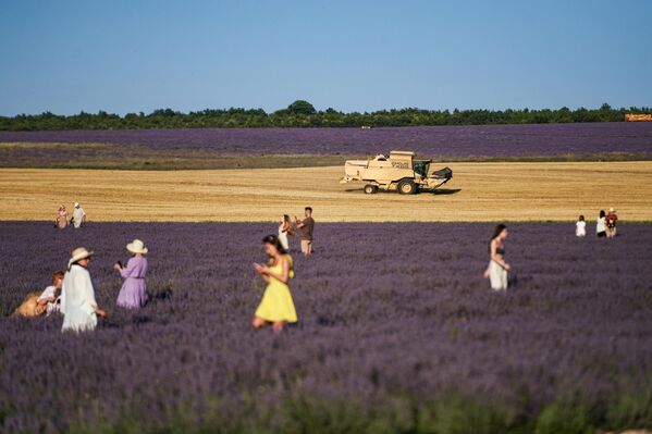 A diferencia de los franceses, los campos de lavanda en Crimea se siembran de tal manera, que se dejan espacios muy estrechos entre las filas, y crea la impresión de una alfombra de flores continua. A diferencia de los franceses, los campos de lavanda en Crimea se siembran de tal manera, que se dejan espacios muy estrechos entre las filas, y crea la impresión de una alfombra de flores continua. - Sputnik Mundo