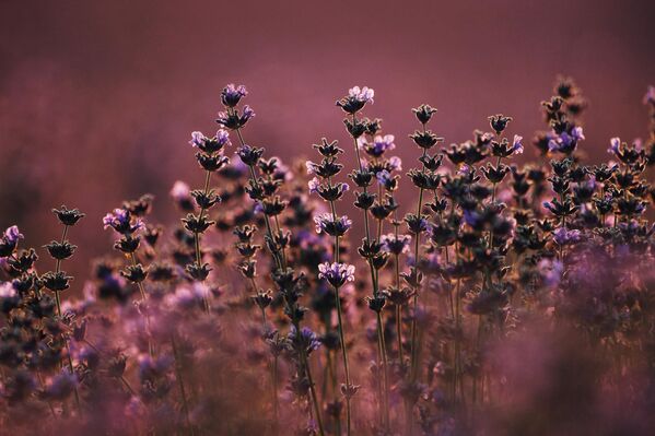 Las primeras flores de lavanda aparecen a principios de junio. Las primeras flores de lavanda aparecen a principios de junio. - Sputnik Mundo
