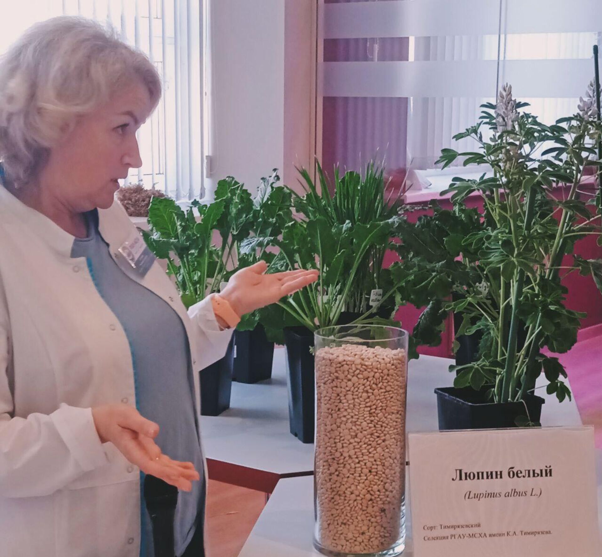 Alexandra Shítikova, mostrando las semillas y plantas de altramuz - Sputnik Mundo, 1920, 05.07.2023