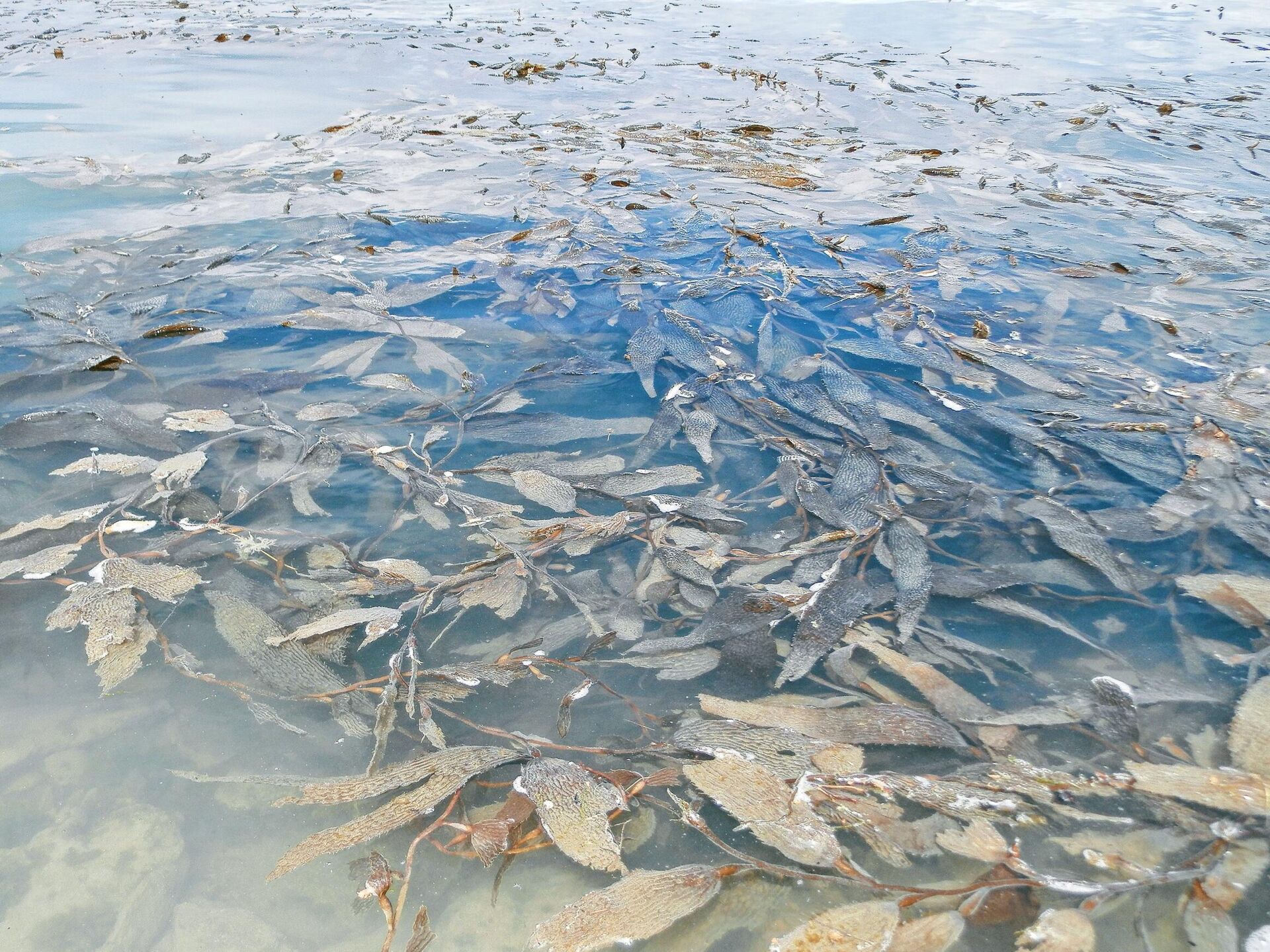 Algas pardas ('Macrocystis pyrifera') y turbidez en el agua de mar - Sputnik Mundo, 1920, 06.07.2023