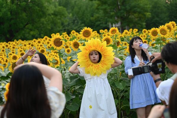 Varios visitantes se toman fotos entre girasoles en un parque de Pekín, China. - Sputnik Mundo