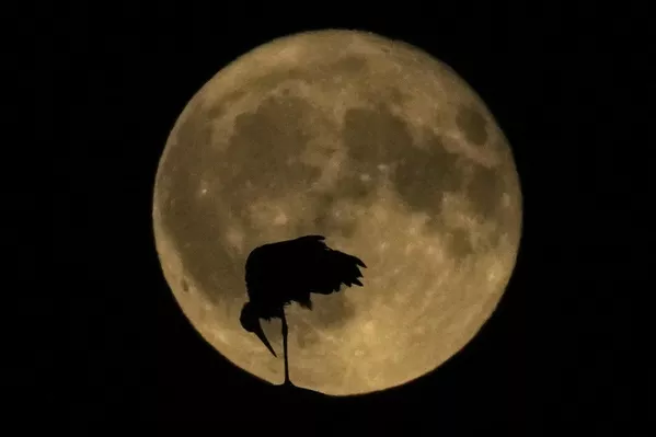 Una cigüeña frente a la superluna en Milán, Italia. Una cigüeña frente a la superluna en Milán, Italia. - Sputnik Mundo