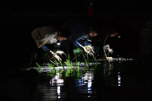 Debido al calor extremo que hace en el norte y el centro de Vietnam, la siembra del arroz se realiza por la noche. Debido al calor extremo que hace en el norte y el centro de Vietnam, la siembra del arroz se realiza por la noche. - Sputnik Mundo