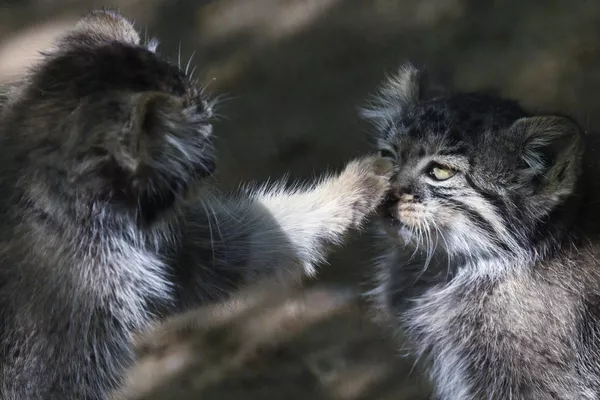 Cachorros de manul de dos meses en un recinto del zoológico de Novosibirsk, Rusia. Cachorros de manul de dos meses en un recinto del zoológico de Novosibirsk, Rusia. - Sputnik Mundo