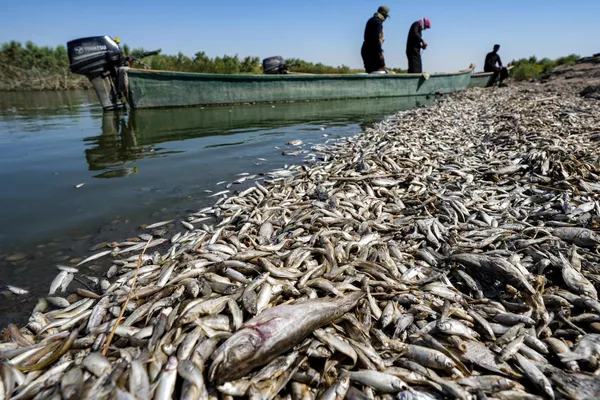 Pescadores observan peces muertos a orillas del río Amshan en el sureste de Irak. La masiva mortandad de peces se atribuye a la sequía y a la bajada del río Tigris, que fluye en Amshan. Pescadores observan peces muertos a orillas del río Amshan en el sureste de Irak. La masiva mortandad de peces se atribuye a la sequía y a la bajada del río Tigris, que fluye en Amshan. - Sputnik Mundo