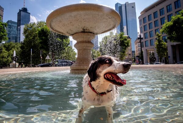 Un perro huye del calor en una de las fuentes de Fráncfort, Alemania. - Sputnik Mundo