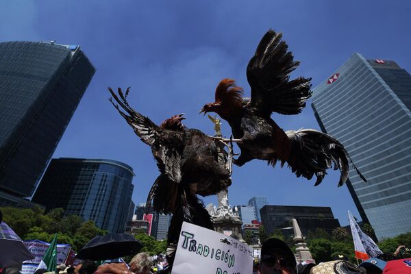 Dos gallos de pelea disecados durante una manifestación en la Ciudad de México contra una ley que prohíbe las peleas de gallos y las corridas de toros. Los opositores argumentan que dicha prohibición iría en contra de las tradiciones culturales mexicanas y perjudicaría a la economía del país. - Sputnik Mundo