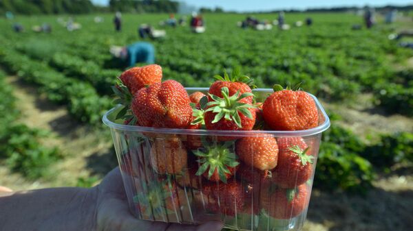 Campos de fresas en Ucrania (archivo)  - Sputnik Mundo