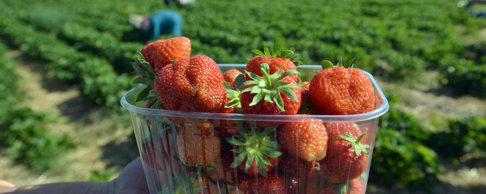 Campos de fresas en Ucrania (archivo)  - Sputnik Mundo, 1920, 14.07.2023