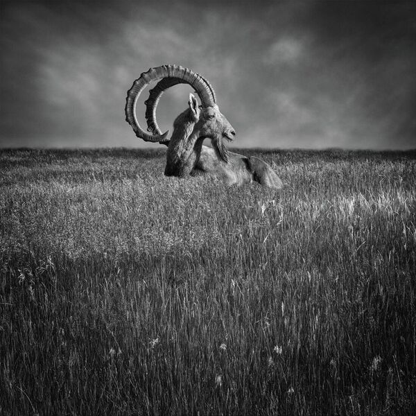 La obra Serenidad del autor estadounidense Seth Mayer, premiada en la categoría individual conceptual. - Sputnik Mundo