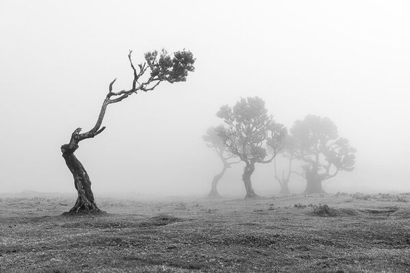 La obra Separación del autor holandés Mark Pelder, que obtuvo el premio en paisajes individuales. - Sputnik Mundo