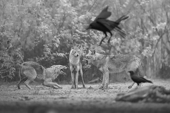 Mantenga la distancia, del indio Baiju Patil, que consiguió el segundo puesto en la categoría individual naturaleza. - Sputnik Mundo