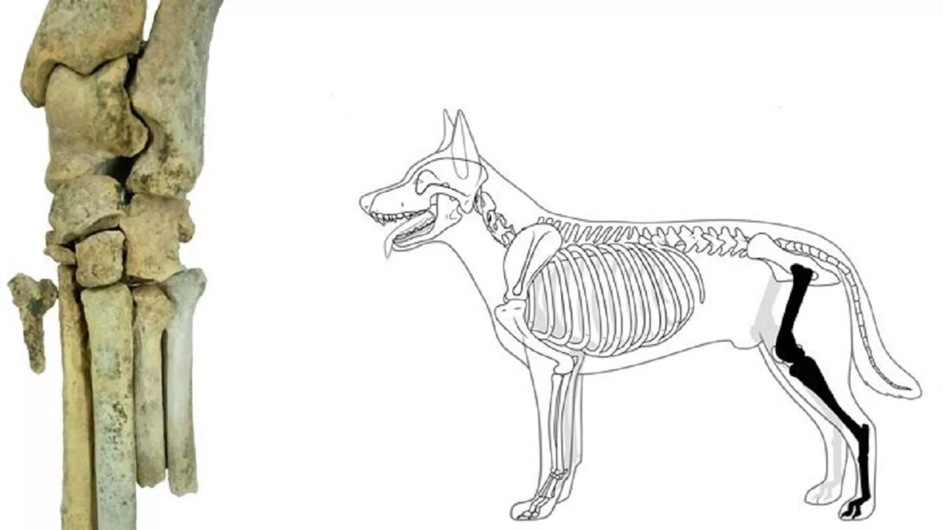 Hallazgo de un 'Aenocyon dirus' en el desierto de Atacama
