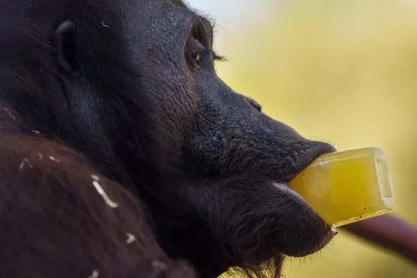 La ola de calor está batiendo récords de temperatura en todo el mundo. En España ya se superaron los 40 grados.En la foto: un orangután come una golosina helada en el zoológico de Madrid. La ola de calor está batiendo récords de temperatura en todo el mundo. En España ya se superaron los 40 grados.En la foto: un orangután come una golosina helada en el zoológico de Madrid. - Sputnik Mundo