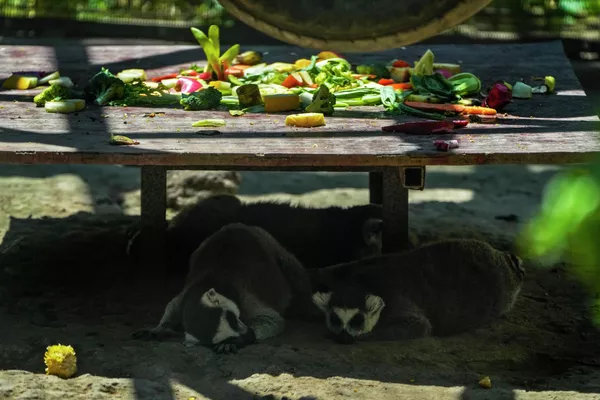 En China, la temperatura superó los 50 grados centígrados. En la foto: unos lémures se refugian en la sombra en el zoológico de Pekín, China. En China, la temperatura superó los 50 grados centígrados. En la foto: unos lémures se refugian en la sombra en el zoológico de Pekín, China. - Sputnik Mundo