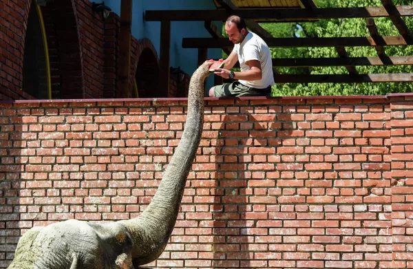 La ola de calor Cerberus que llegó a Europa la semana pasada está dando paso a otra llamada Caronte. En la foto: un elefante come una sandía en el zoológico de Skopie, Macedonia del Norte. La ola de calor Cerberus que llegó a Europa la semana pasada está dando paso a otra llamada Caronte. En la foto: un elefante come una sandía en el zoológico de Skopie, Macedonia del Norte. - Sputnik Mundo