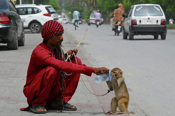 Los habitantes de la India y Pakistán sufren estos días un calor de 45 grados. En la foto: un domador de animales da agua a su mono en una calle de Rawalpindi, Pakistán. Los habitantes de la India y Pakistán sufren estos días un calor de 45 grados. En la foto: un domador de animales da agua a su mono en una calle de Rawalpindi, Pakistán. - Sputnik Mundo