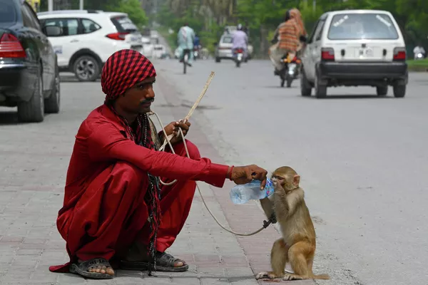 Los habitantes de la India y Pakistán sufren estos días un calor de 45 grados. En la foto: un domador de animales da agua a su mono en una calle de Rawalpindi, Pakistán. Los habitantes de la India y Pakistán sufren estos días un calor de 45 grados. En la foto: un domador de animales da agua a su mono en una calle de Rawalpindi, Pakistán. - Sputnik Mundo