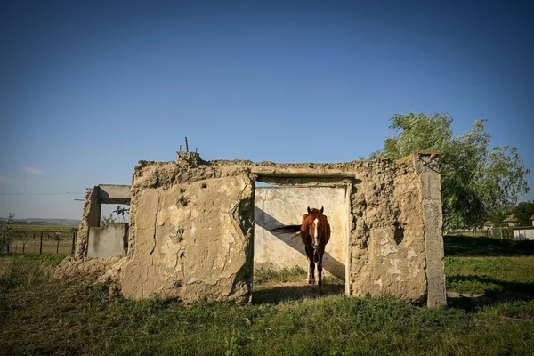 En Rumanía, igual en otros países del sur de Europa, el calor extremo provocó incendios forestales. En la foto: un caballo se esconde del calor en una casa abandonada de un pueblo de Dobrogea, Rumanía. En Rumanía, igual en otros países del sur de Europa, el calor extremo provocó incendios forestales. En la foto: un caballo se esconde del calor en una casa abandonada de un pueblo de Dobrogea, Rumanía. - Sputnik Mundo