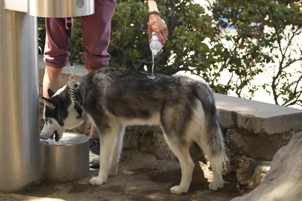 En el estado norteamericano de Arizona, en la ciudad de Phoenix, la temperatura superó durante 17 días consecutivos los 40 grados. En la foto: un amo riega a su perro con agua de una botella en una fuente pública de Los Ángeles, EEUU. En el estado norteamericano de Arizona, en la ciudad de Phoenix, la temperatura superó durante 17 días consecutivos los 40 grados. En la foto: un amo riega a su perro con agua de una botella en una fuente pública de Los Ángeles, EEUU. - Sputnik Mundo