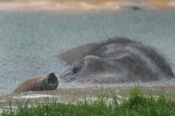 Un elefante escapa del calor en la piscina del Zoológico de Miami, Florida, EEUU. Un elefante escapa del calor en la piscina del Zoológico de Miami, Florida, EEUU. - Sputnik Mundo