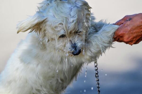 Una mujer echa agua a su perro en Beirut, el Líbano. - Sputnik Mundo