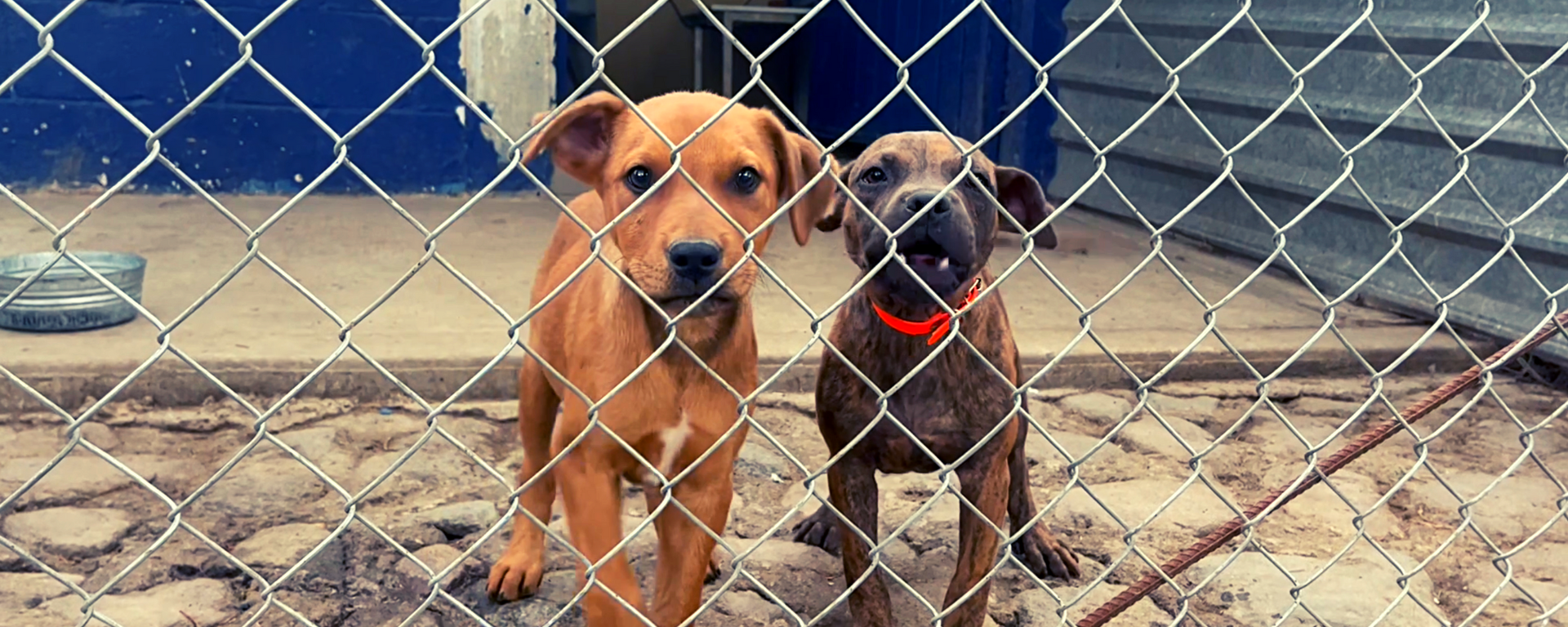 Cachorros rescatados por la Brigada de Vigilancia Animal  - Sputnik Mundo, 1920, 26.07.2023