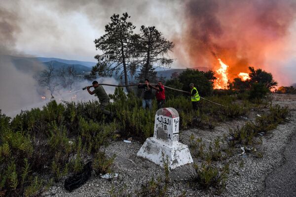 Una ola de calor de 50 grados afectó a algunas zonas de Túnez a principios de semana. Hubo cortes de electricidad. Los incendios forestales se extendieron por el noroeste del país.En la foto: un incendio forestal en los alrededores de la ciudad de Melloula. - Sputnik Mundo