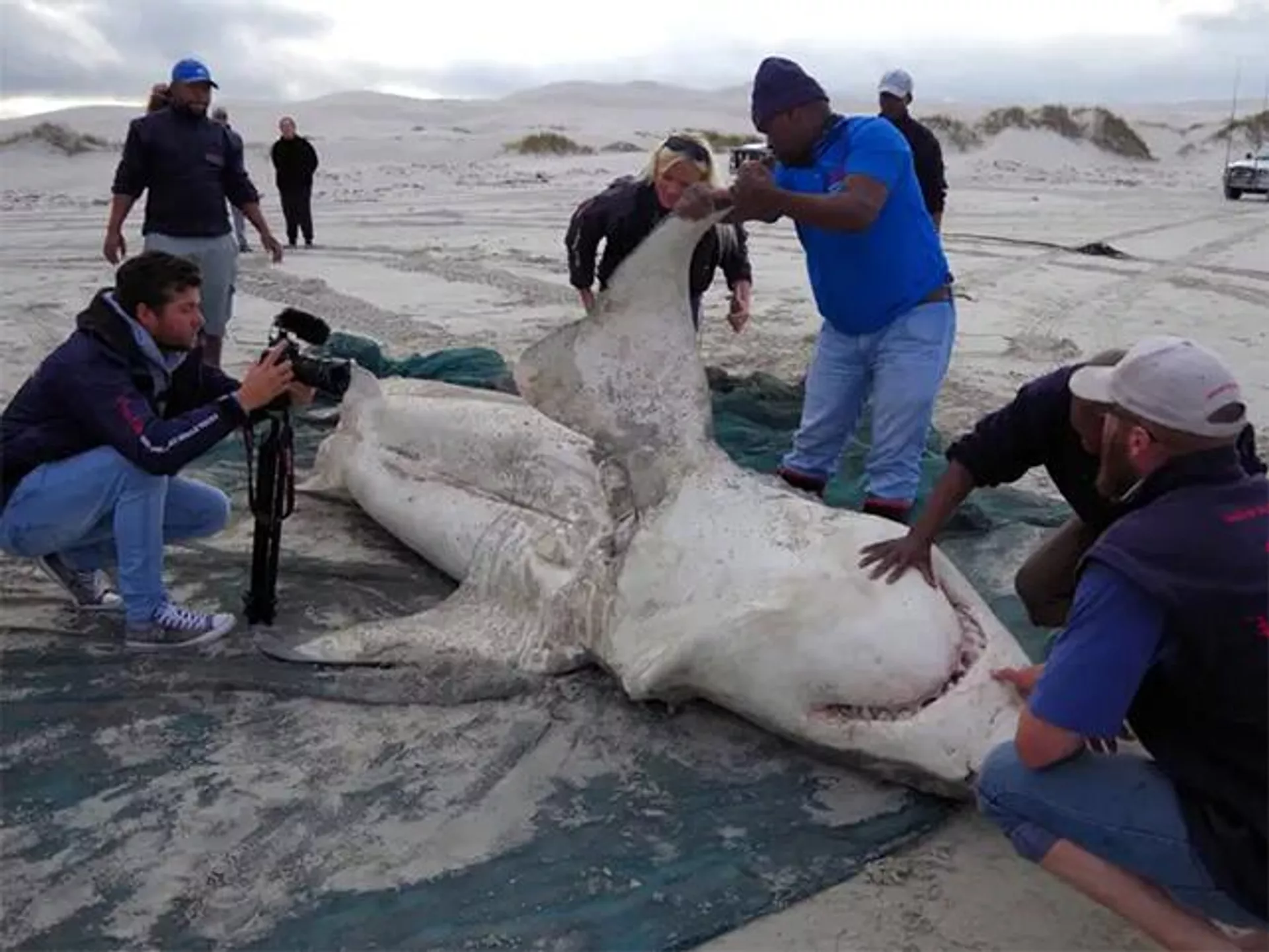 Un grupo de personas inspecciona el cadáver de un tiburón blanco - Sputnik Mundo, 1920, 03.08.2023