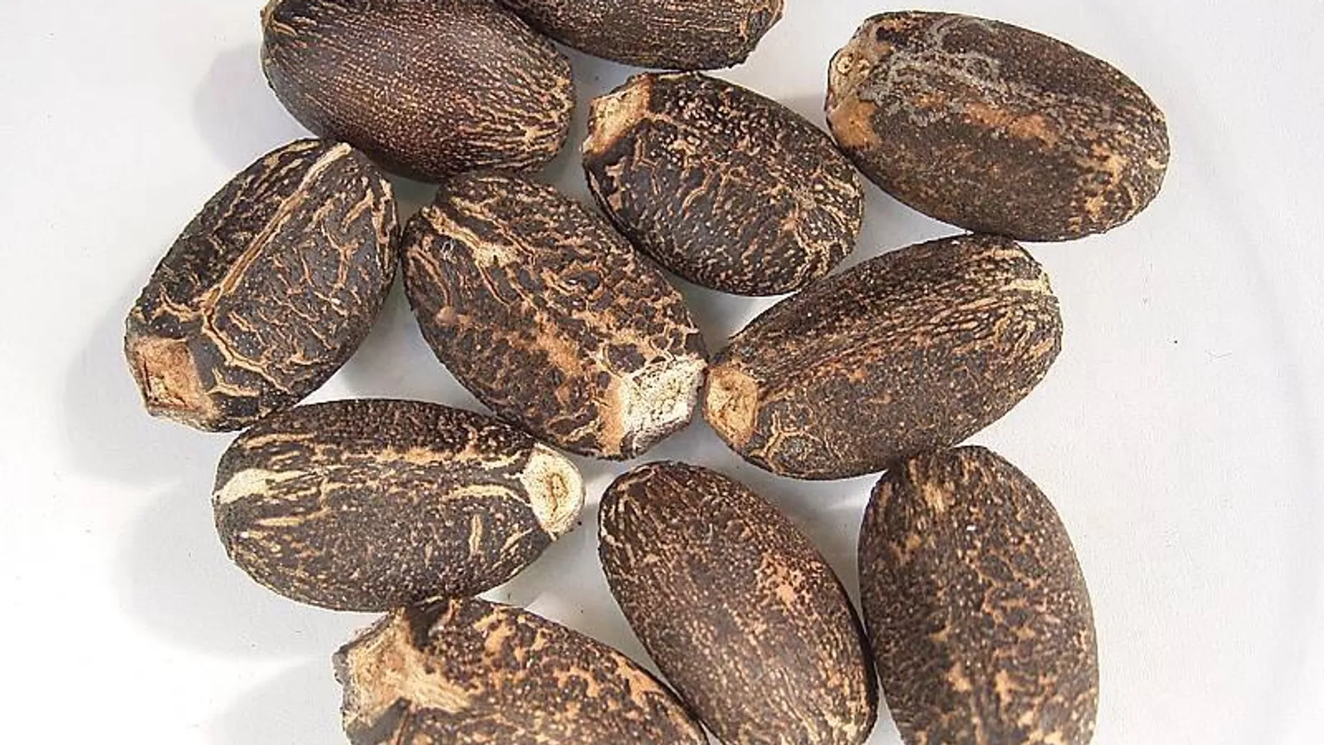 Semillas de Jatropha curcas Semillas de Jatropha curcas - Sputnik Mundo, 1920, 08.08.2023