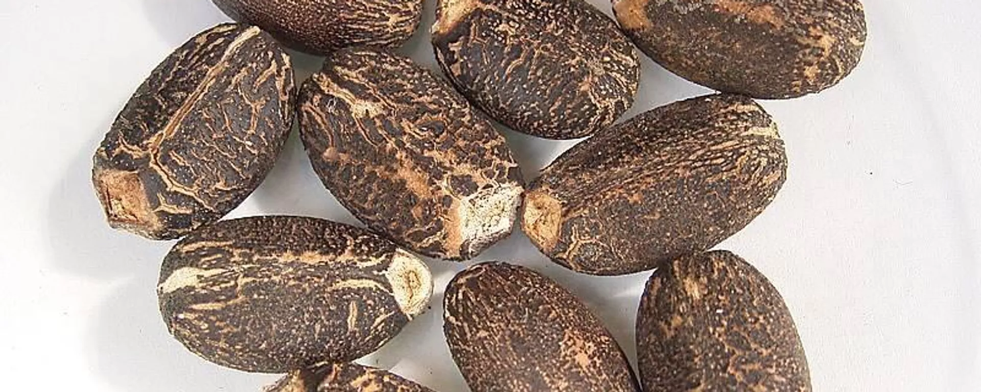 Semillas de Jatropha curcas  - Sputnik Mundo, 1920, 08.08.2023