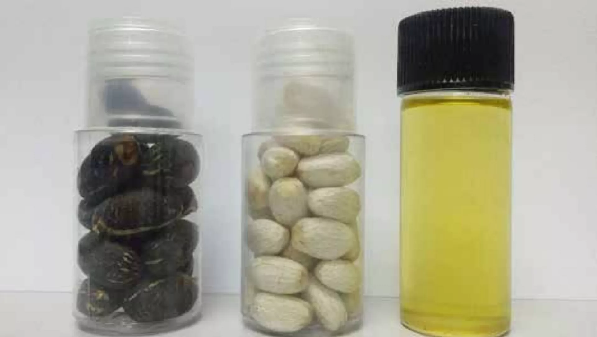 Semillas, nueces y aceite de Jatropha curcas (nuez de Barbados) Semillas, nueces y aceite de Jatropha curcas (nuez de Barbados) - Sputnik Mundo, 1920, 08.08.2023