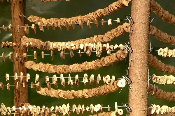 Secado de las frutas para la elaboración de las harinas - Sputnik Mundo