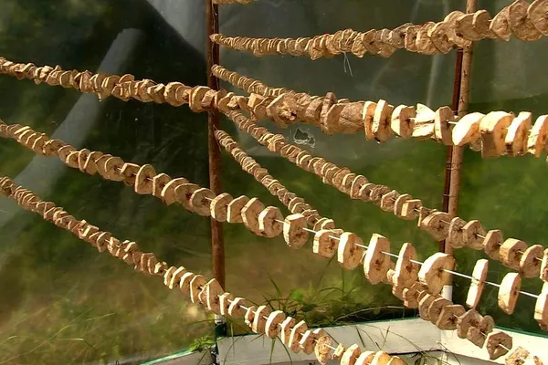 Secado de las frutas para la elaboración de las harinas - Sputnik Mundo