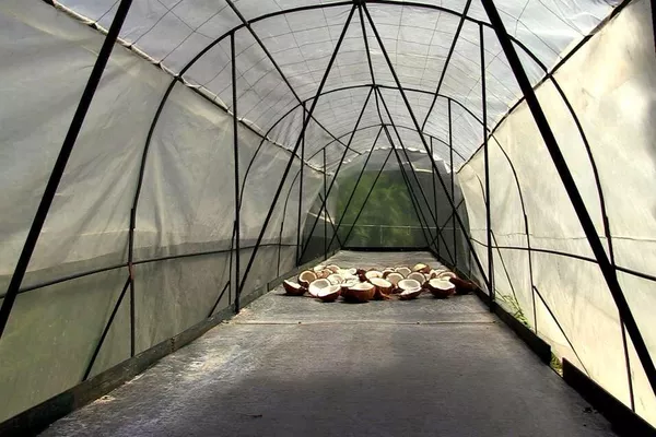 Secado de las frutas para la elaboración de las harinas - Sputnik Mundo