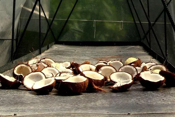 Secado de las frutas para la elaboración de las harinas - Sputnik Mundo