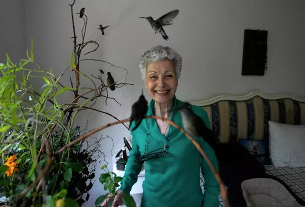 Catia Lattouf, una jubilada de la Ciudad de México que empezó a cuidar de pájaros heridos en su jardín hace 10 años, se ha dedicado a cuidar colibríes heridos. Hoy, Catia es una especialista en rehabilitación de colibríes. - Sputnik Mundo