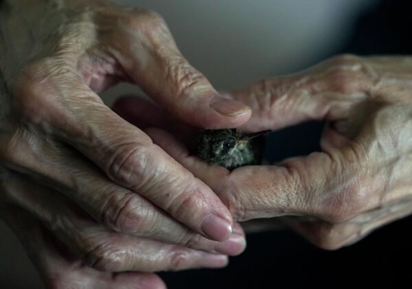 En 1993, el Instituto Mexicano de Ornitología propuso la celebración anual del Día del Colibrí para proteger y conservar estas aves en su hábitat natural. Desde entonces, la celebración, que tiene lugar el último domingo de agosto, se ha extendido a muchos países latinoamericanos. - Sputnik Mundo