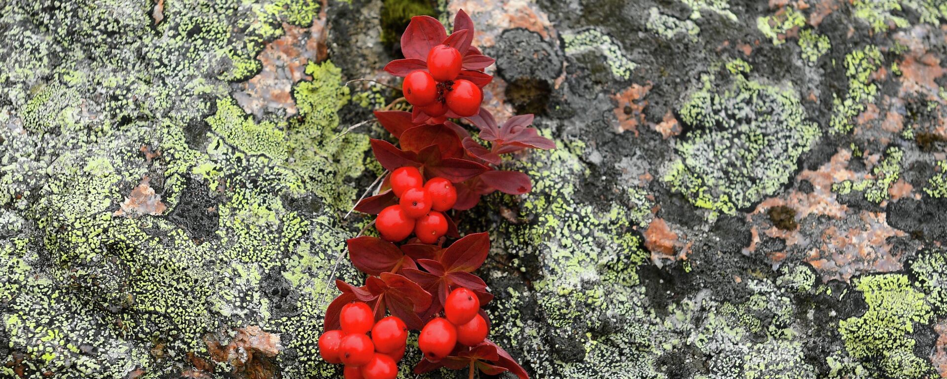 La flora típica ártica - Sputnik Mundo, 1920, 12.08.2023