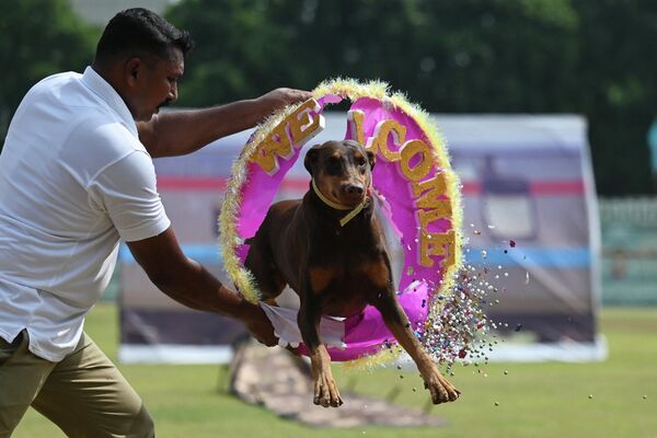 Un nuevo Estado independiente, la India, apareció en el mapa político del mundo. Ese mismo año fue admitida en la ONU y se convirtió en miembro de la Mancomunidad Británica de Naciones. En la foto: un adiestrador de animales actúa con un perro durante la celebración del Día de la Independencia de la India en Chennai. Un nuevo Estado independiente, la India, apareció en el mapa político del mundo. Ese mismo año fue admitida en la ONU y se convirtió en miembro de la Mancomunidad Británica de Naciones. En la foto: un adiestrador de animales actúa con un perro durante la celebración del Día de la Independencia de la India en Chennai. - Sputnik Mundo